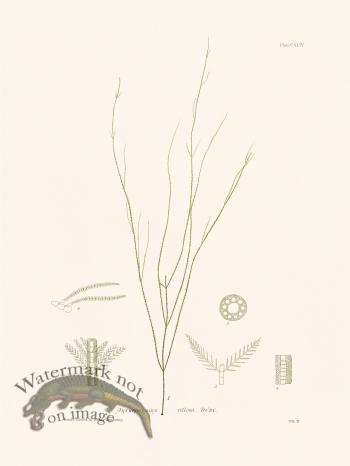 Bradbury Seaweed 144